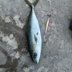 ヤリイカ　　コズクラ