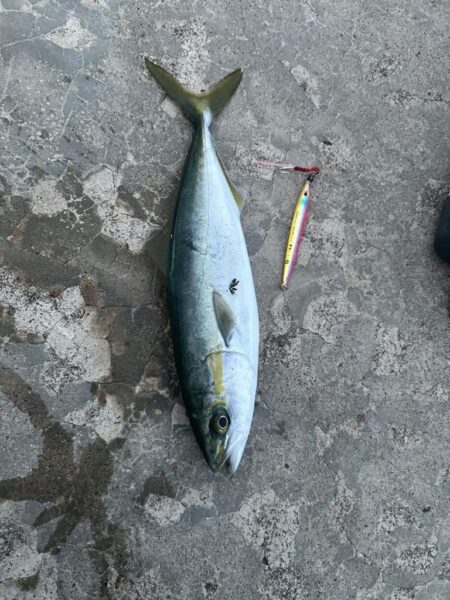 ヤリイカ　　コズクラ