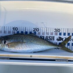 尺アジがポイントに戻ってきた