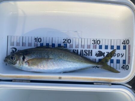 尺アジがポイントに戻ってきた