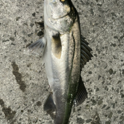 メバルがぼちぼち