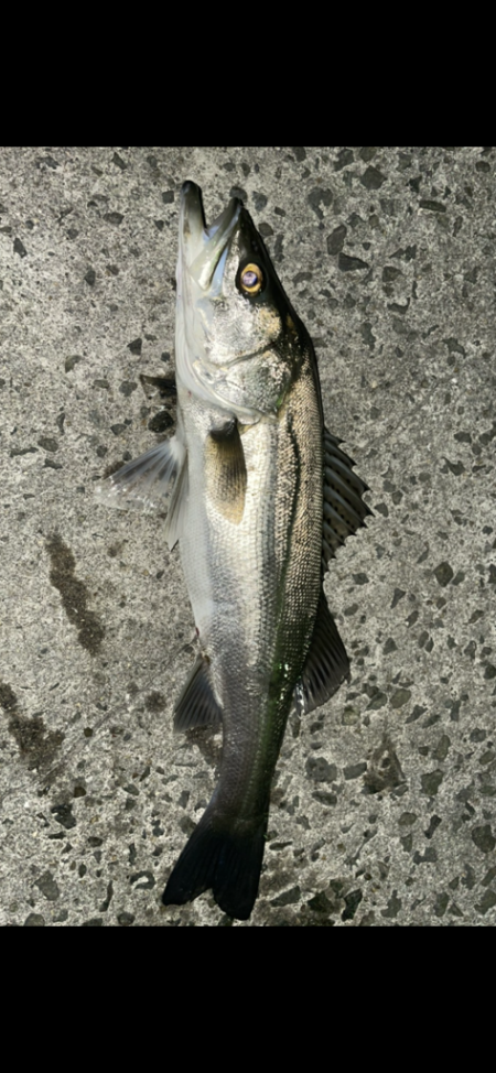 メバルがぼちぼち