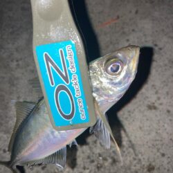 シーバスロッドでフロートアジング