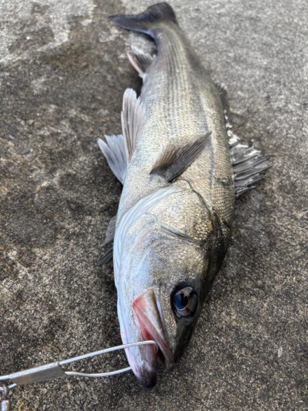 ハネ、チヌ活性高いです🐟