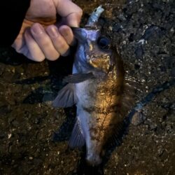 2026.No.7 ライトゲーム