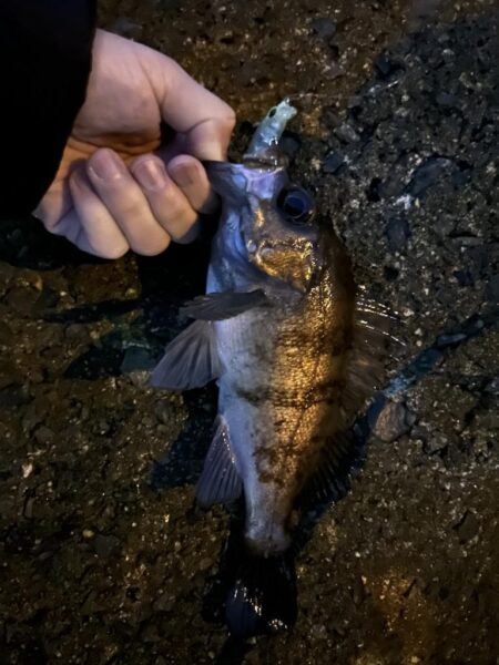 2026.No.7 ライトゲーム