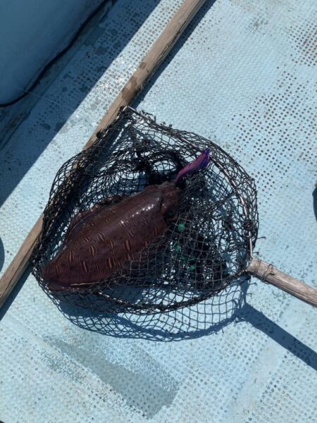 タイラバとティップラン