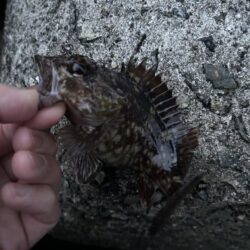 2026.No.6 ライトゲーム