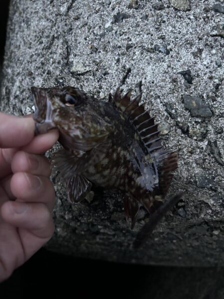 2026.No.6 ライトゲーム