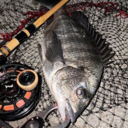 ヘチってきました