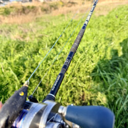 ライギョとナマズ