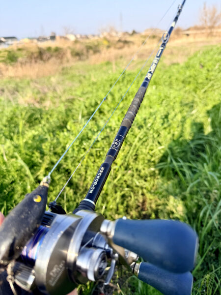 ライギョとナマズ