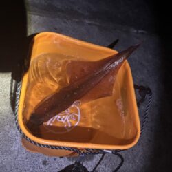 【常神半島】ヤリイカ第二弾