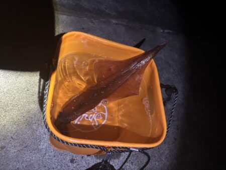 【常神半島】ヤリイカ第二弾