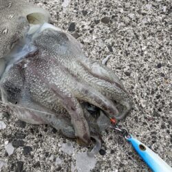 ショアジギング？