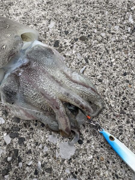 ショアジギング？