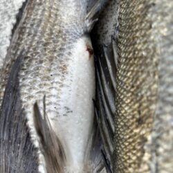 久々のチヌ釣れました