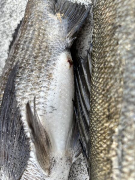 久々のチヌ釣れました