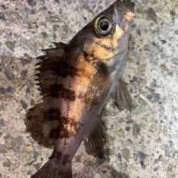 メバル10、ガシラ⑤