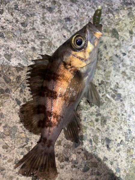 メバル10、ガシラ⑤