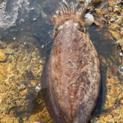 春イカはじめました^ – ^