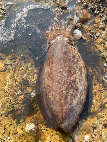 春イカはじめました^ – ^