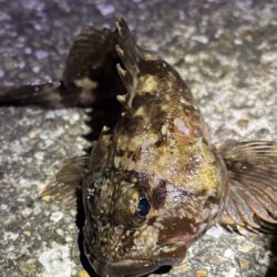 セイゴ、ガシラ釣れました