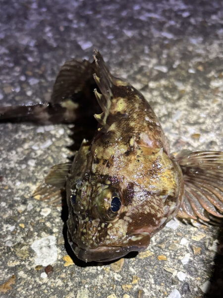 セイゴ、ガシラ釣れました