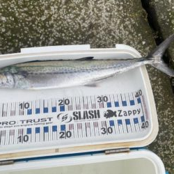 ギガアジがポイントから離れた