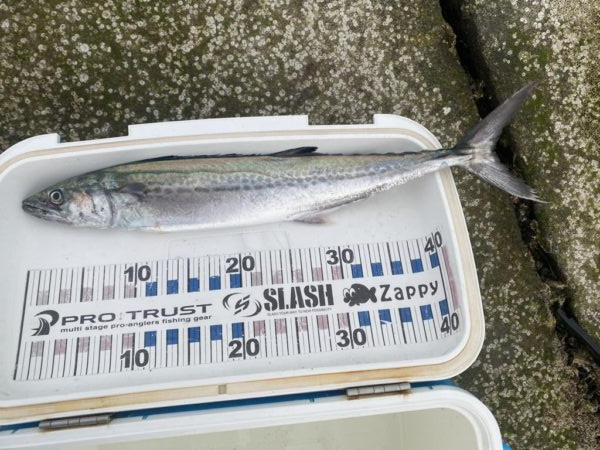 ギガアジがポイントから離れた