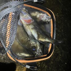 東二見メバル26