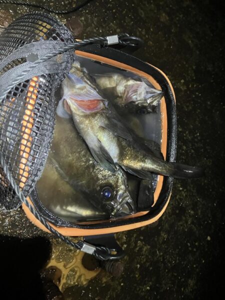 東二見メバル26