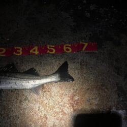 3連勝！！爆釣千葉港✨