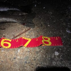 短釣でもバチ抜けで連発！