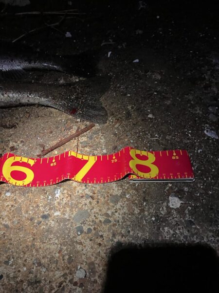 短釣でもバチ抜けで連発！