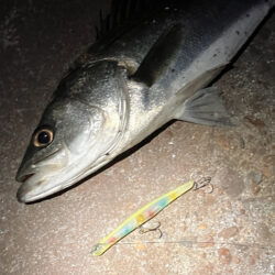 ガテン系お試し釣行成功！！