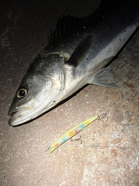 ガテン系お試し釣行成功！！