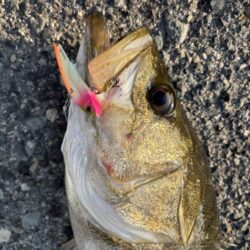 ショアジギング　6