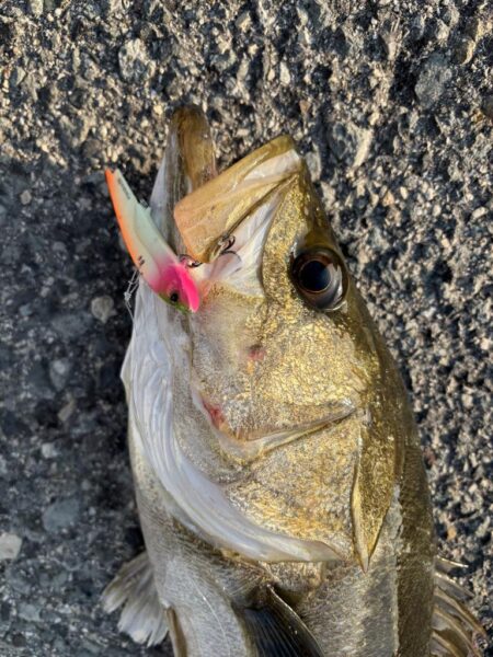 ショアジギング　6