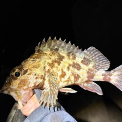 ２２日ぶりのメバリング