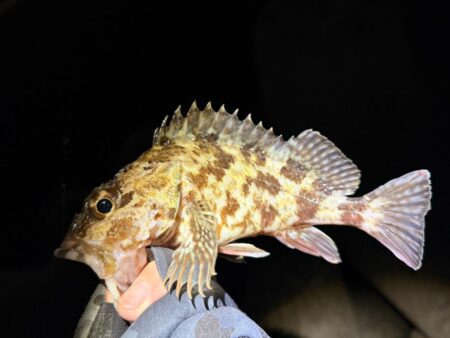 ２２日ぶりのメバリング