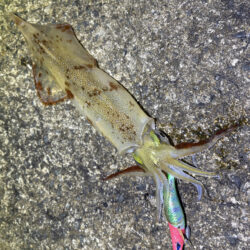 ヤリイカエギング