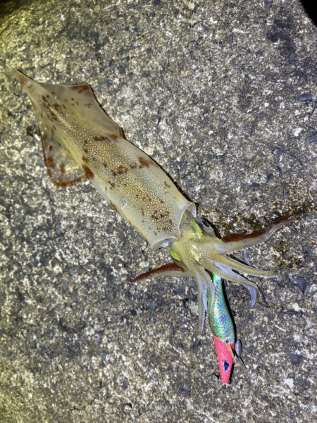 ヤリイカエギング