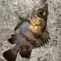 メバル⑨、タケノコメバル②