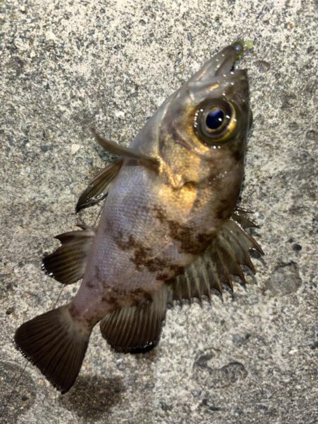 メバル⑨、タケノコメバル②