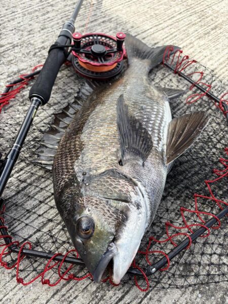 ヘチってきました