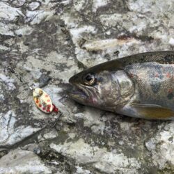 人生2度目の渓流で20アップ！