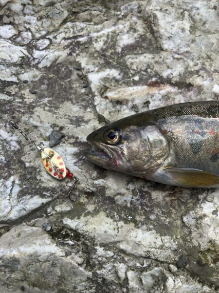 人生2度目の渓流で20アップ！