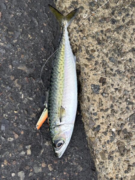 ショアジギング　5