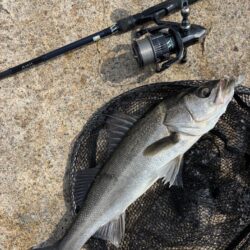 シーバスは釣れる魚でした